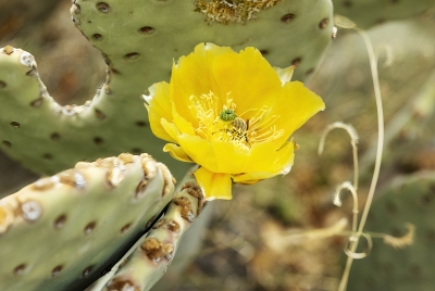 Prickly Pear Cactus Flower 2023